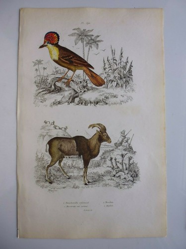 Gravure couleur oiseaux - couleur, 19°:oiseaux