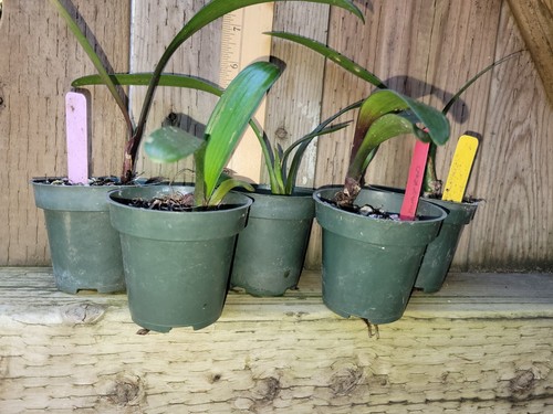 Clivia seedlings - 12,