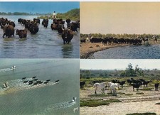 Lot de 4 cartes postales