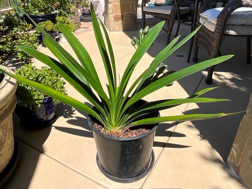 Large mature clivia miniata - large,