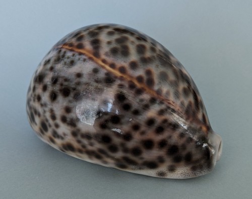 Cypraea tigris 104 mm - 104,3,