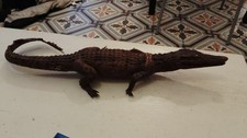 Crocodile naturalisé -
