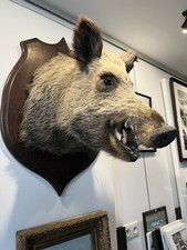 Taxidermie Exceptionnelle