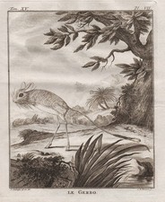 Gerbo Gerbille Rennratte Ratte