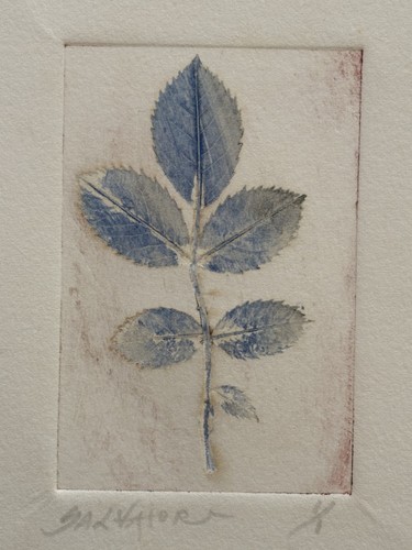 Feuilles rosier gravure eau - feuilles,