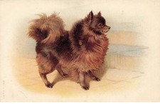 Animals - Dog - Spitz
