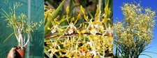 Dendrobium Goldmine