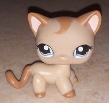 Petshop chat europeen 1024