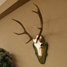 Stag 8 Ender Cerf Hauteur 80cm