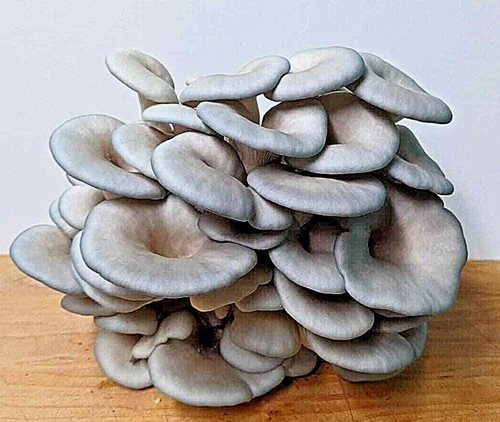 King blue oyster - oyster, mushroom