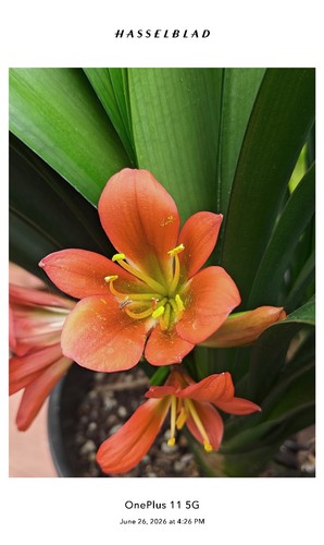 One adult brownz flower - adult, clivia
