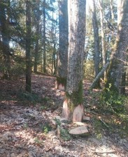 bois de chauffage Et Bois De