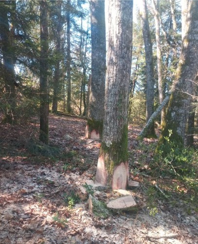 Bois chauffage - bois, et