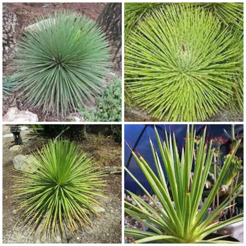 Graines agave stricta nana - agave,