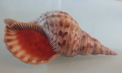 Triton shell 32 cm - ,