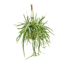Plante suspendue Lepismium