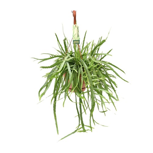Plante suspendue lepismium - suspendue,