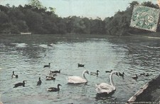 75 PARIS BOIS BOULOGNE SWANS DUCKS - AQUA PHOTO