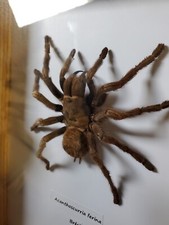 Taxidermie Mygale Géante