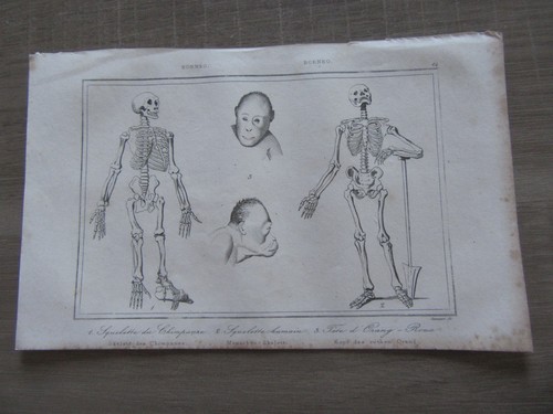 Gravure originale 1836 - gravure,