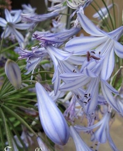 Agapanthe bleu panaché - agapanthe,