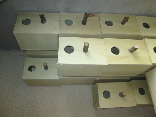 Nid calopsite nest - 4,