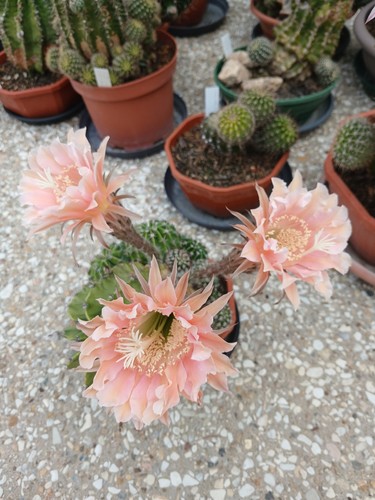 Echinopsis hybrid princess - echinopsis,