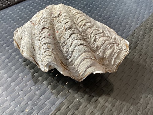 Gros coquillage benitier - coquillage,