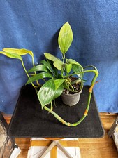 philodendron "dragon tail "