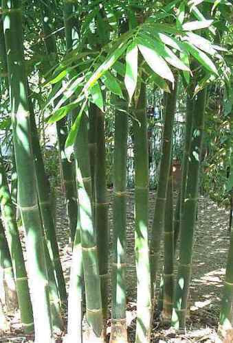 Graines bambou géant - graines,