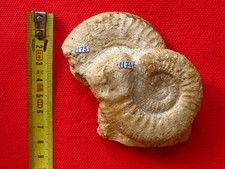 Bloc avec 2 ammonites du