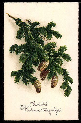 Carte postale branche sapin - carte,