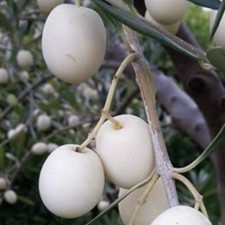 PLANTE D'OLIVIER BLANC