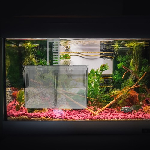 Boite élevage aquarium - boite,