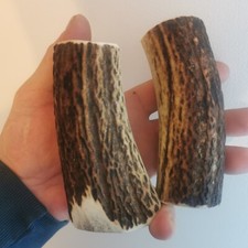 263.CORNE DE CERF ROUGE