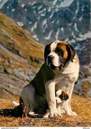 Carte postale animaux - postale,