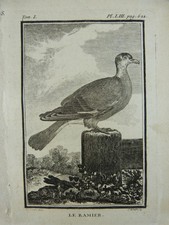 ORNITHOLOGIE : Gravure Oiseaux
