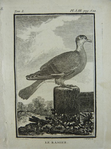 Ornithologie gravure oiseaux - :,