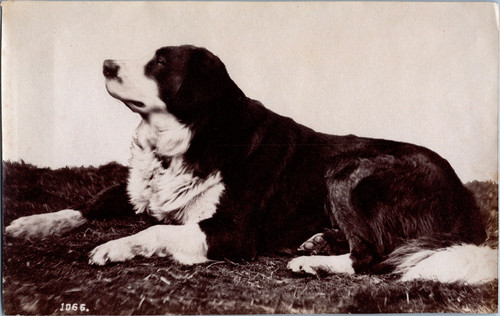 Saint bernard vintage - vintage, print