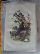 Gravure ancienne XIX Nature 