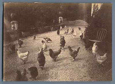 A chicken coop vintage albumen print.  Albumen print 11.5x16.5 Circa 1