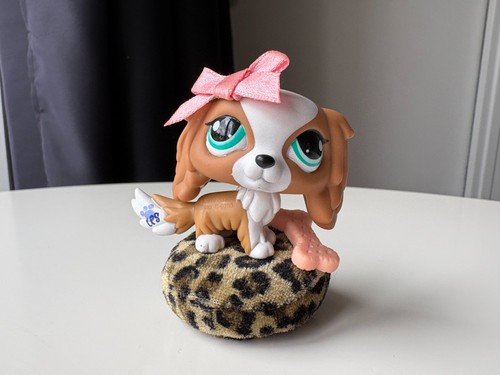 Petshop chien cavalier king