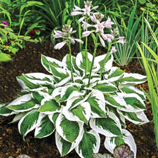 20 PATRIOT HOSTA SEEEDS
