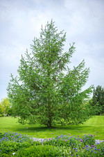 Live Japanese Larch Plant (Larix kaempferi) – 5–10” Tall – No Pot
