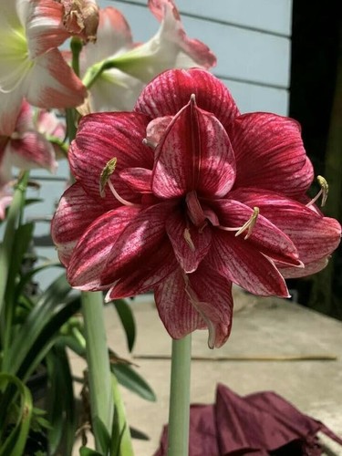 Imported amaryllis lily brown - amaryllis,