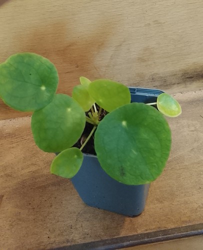 Jeune pilea peperomioides - pilea,