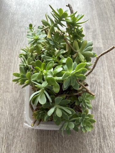 Plantes grasses barquette - en,