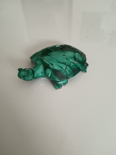 Tortue malachite - tortue, en