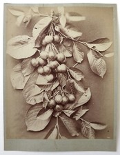 photo albumen print 1880 cherry branch cherry botanical branch cherry fruit