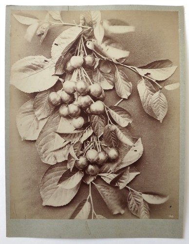 Photo albumen print - photo, 1880